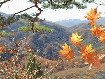 陈村花卉世界火灾? 陈村花卉世界火灾事故!