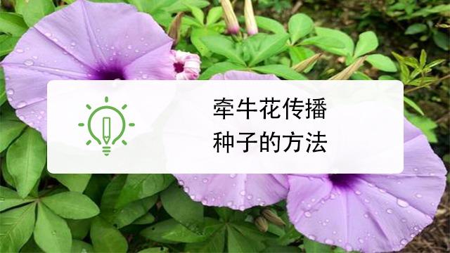 牵牛花传播种子的方法? 牵牛花传播种子的方法作文!