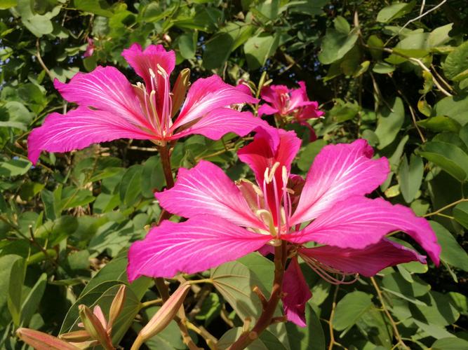 香港的市花是什么? 香港的市花是什么花啊!