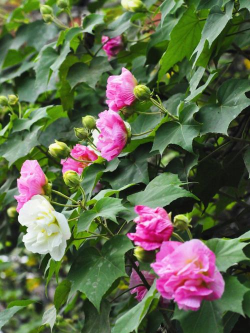 芙蓉花开花季节? 芙蓉花开花季节是几月!