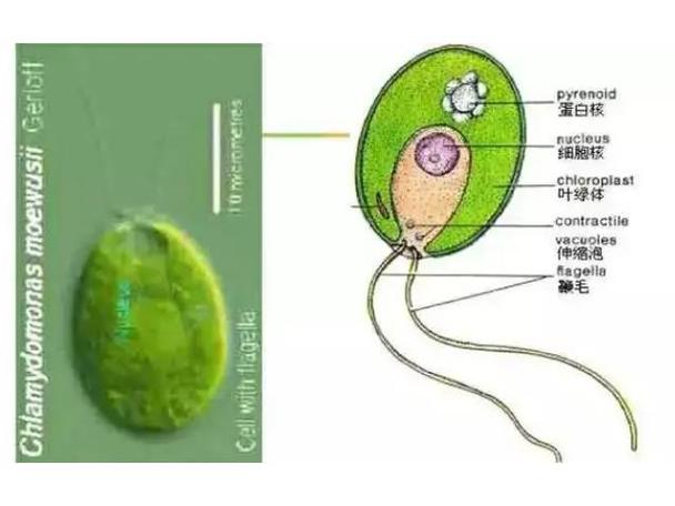 绿藻? 绿藻是真核还是原核!