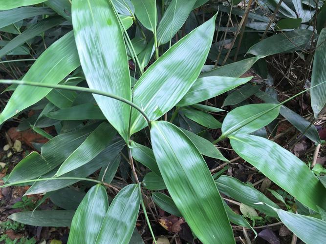 粽叶是什么植物? 粽叶是什么植物的叶子!