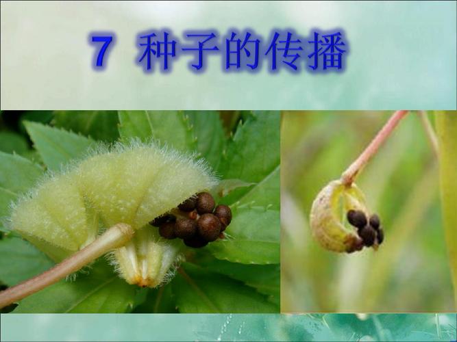 植物怎么传播种子? 植物怎么传播种子的方法有哪些!