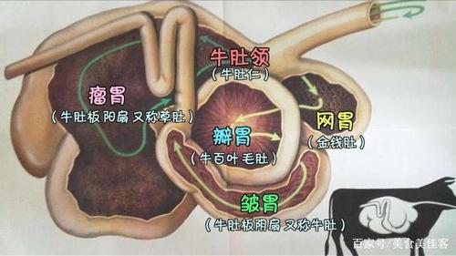 牛有几个胃?? 牛有几个胃分别叫什么!