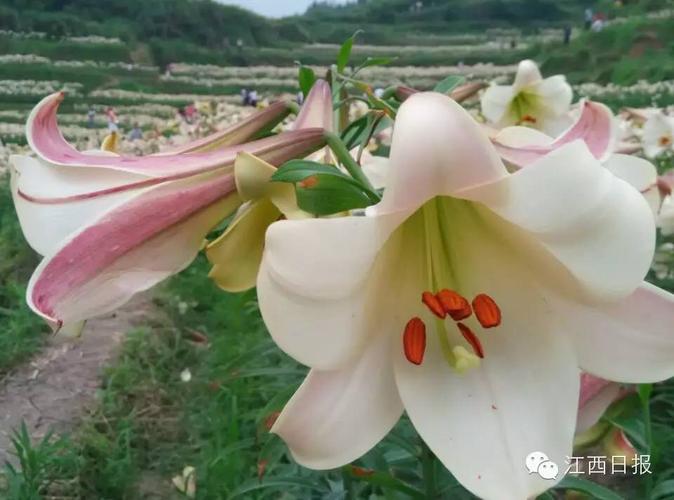 百合花的季节? 百合花的季节是什么时候开的!