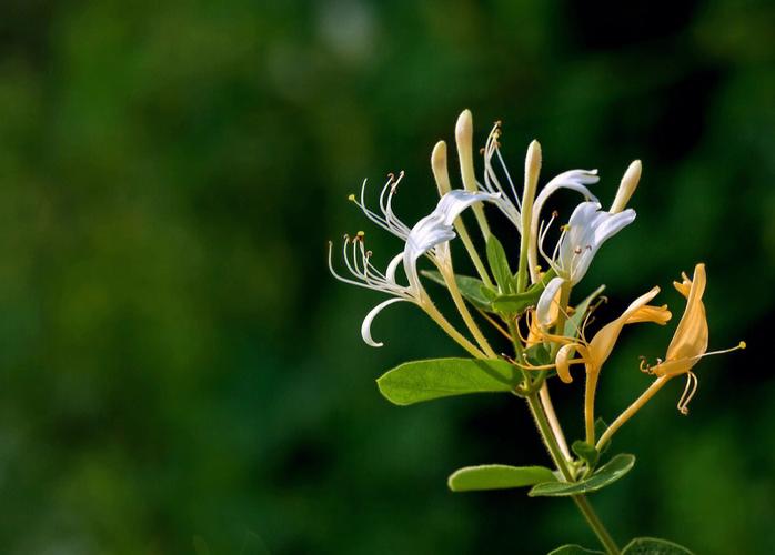 忍冬花为什么叫金银花? 忍冬花为什么叫金银花呢!