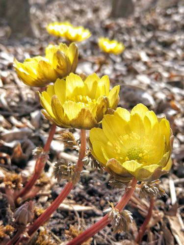 冰凌花简介? 冰凌花简介为什么不能卖!