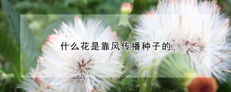 什么植物是靠风的力量传播种子? 什么植物是靠风的力量传播种子的!