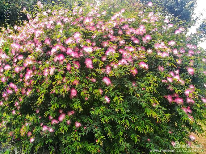 合欢花花语? 合欢花花语是什么意思!