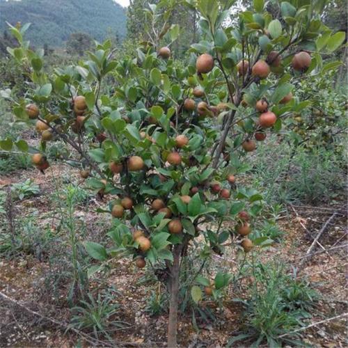 茶油树种植? 茶油树种植每亩需多少成本!