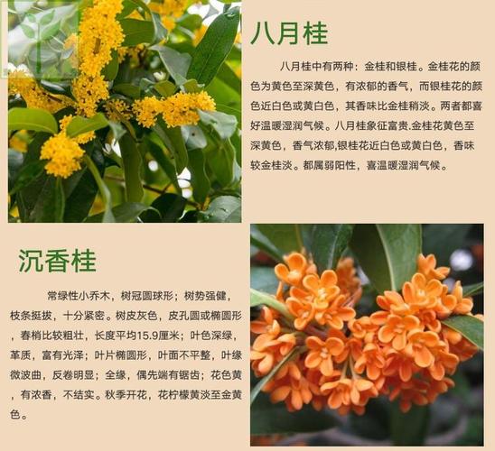 桂花分类? 桂花分类金桂银桂四季桂!