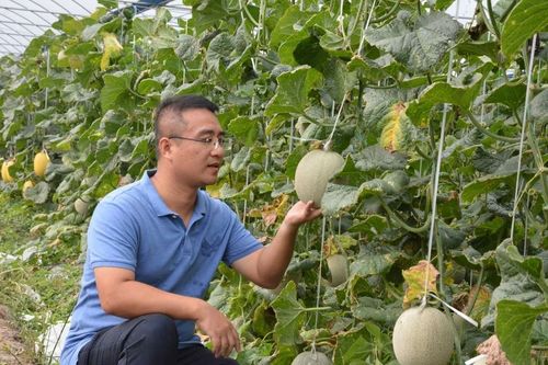 哈密瓜种植? 哈密瓜种植时间和方法!