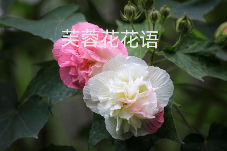 芙蓉花花语? 芙蓉花花语寓意!