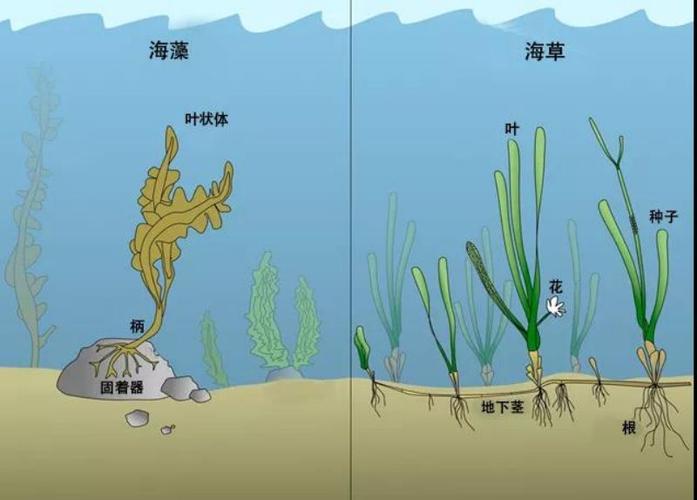 海藻有根吗? 海藻有根吗?!