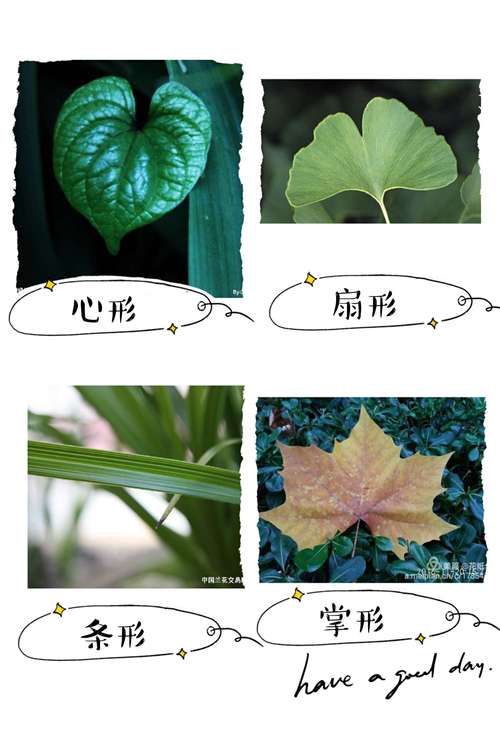 树叶的形状为什么是各种各样的? 二年级写树叶的形状为什么是各种各样的!