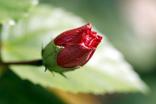 花苞? 花苞的拼音!