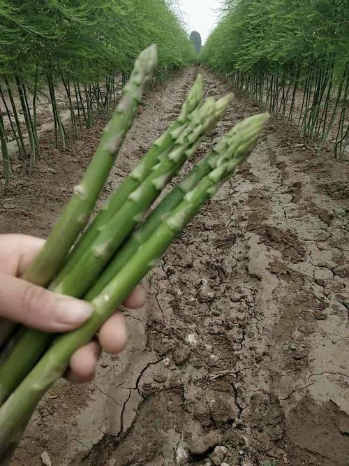 芦笋种植? 芦笋种植方法和技术!