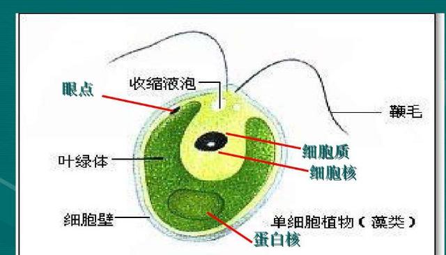 衣藻? 衣藻是真核还是原核!