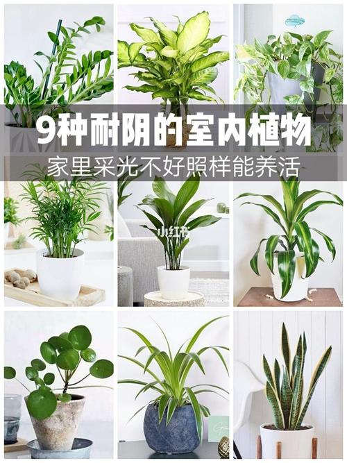 适合室内养的植物? 适合室内养的植物不需要阳光的!