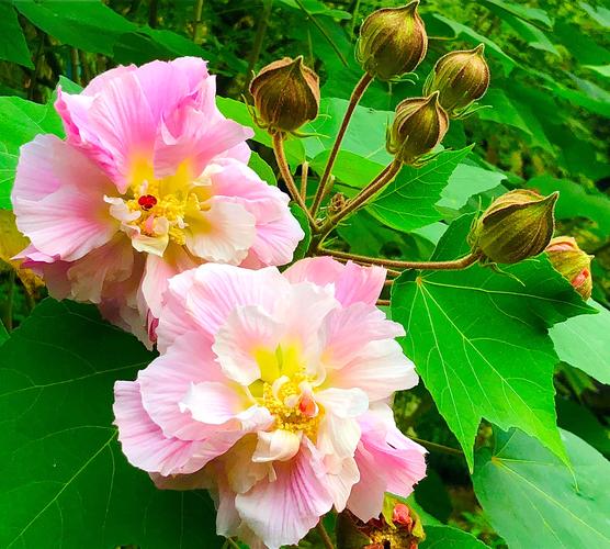 芙蓉花什么时候开? 芙蓉花什么时候开花!