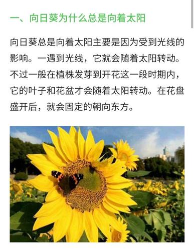 太阳开花? 为什么向日葵总是朝着太阳开花!