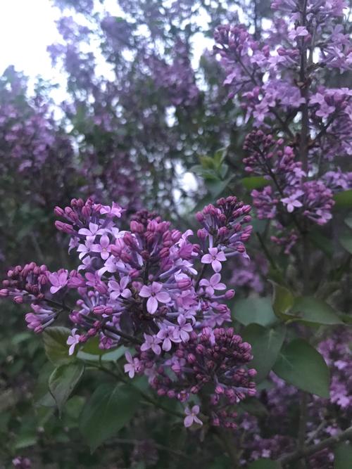 5月开什么花? 5月开什么花的季节!