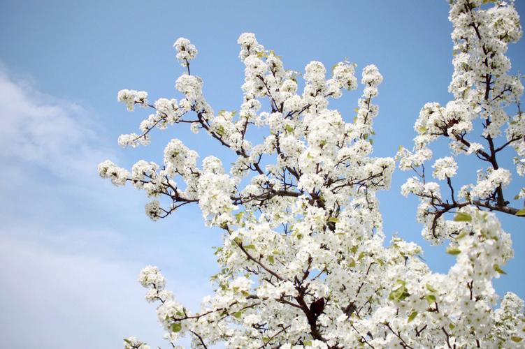 梨花是什么季节开的? 梨花是什么季节开的花!