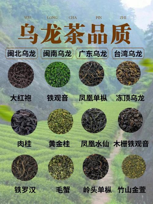 乌龙茶是什么茶? 乌龙茶是什么茶是红茶还是绿茶!