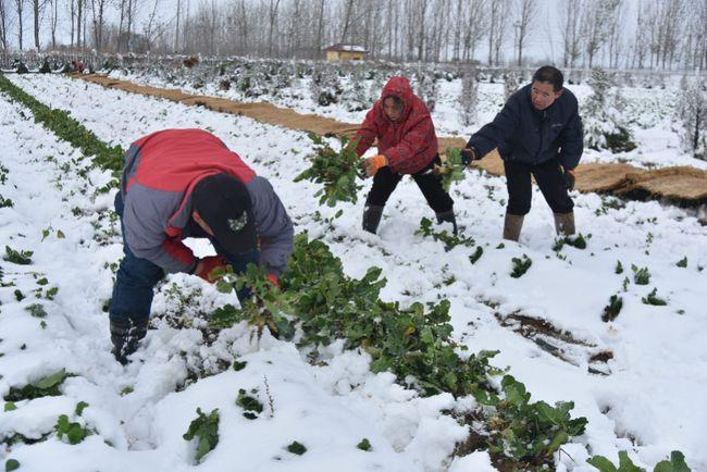 下雪对农事的好处? 下雪对农事的好处包括!