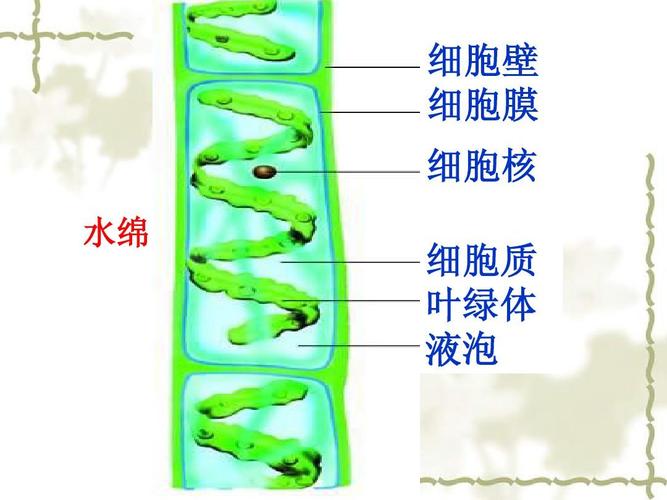 水绵? 水绵是真核还是原核!