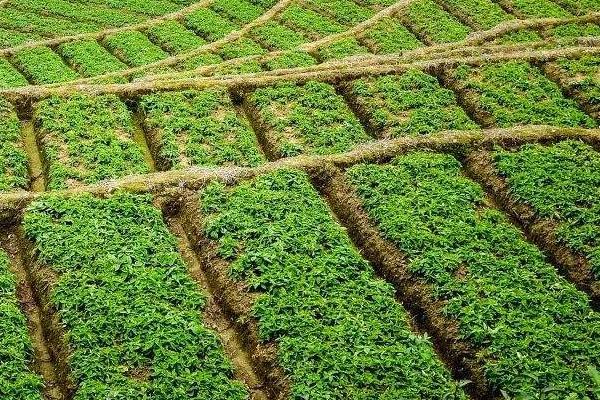 太子参种植? 太子参种植技术与栽培管理!