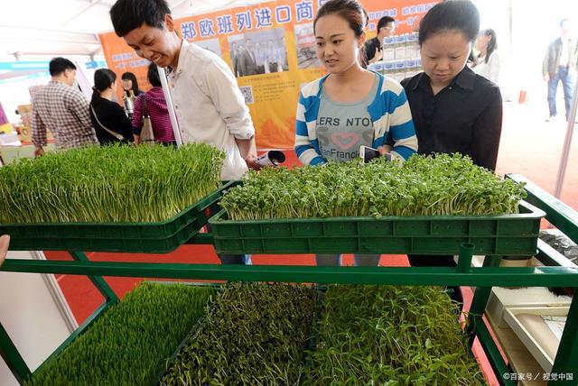 苗菜种植? 李家付芽苗菜种植!