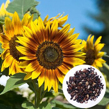 葵花籽其实是向日葵的什么? 葵花籽其实是向日葵的什么果实!