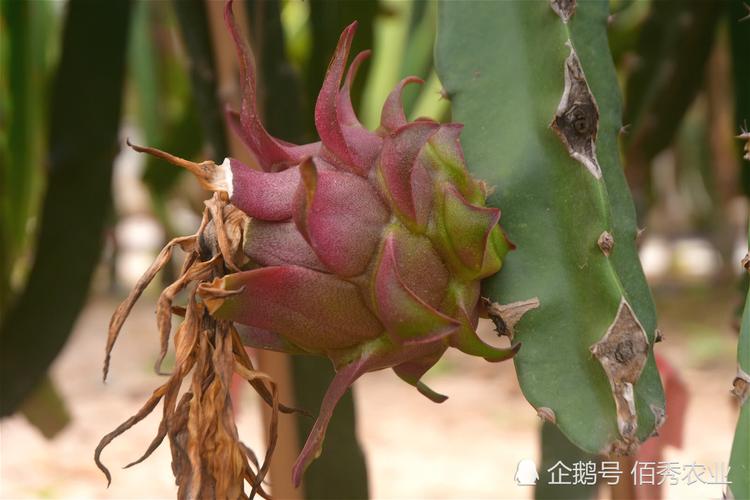 火龙果仙人掌? 火龙果仙人掌属同类科植物么!