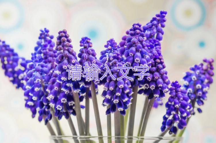 风信子的花语? 风信子的花语和寓意!