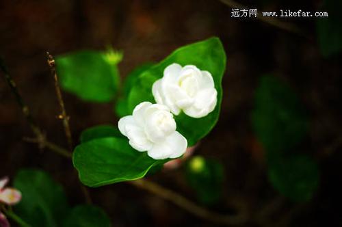 茉莉花香? 茉莉花香的句子唯美短句!