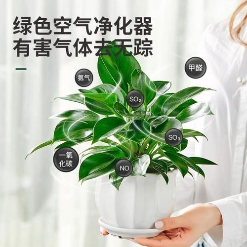 什么花可以吸甲醛? 装修后买什么花可以吸甲醛!