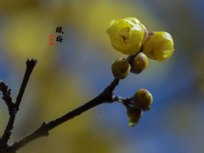 腊梅花开? 腊梅花开 七级舞蹈视频!