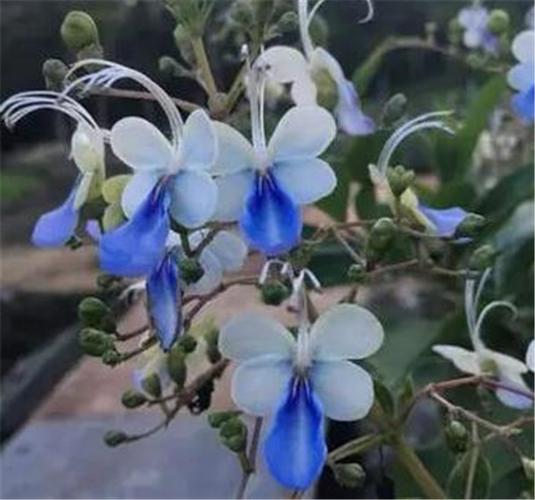 蓝蝴蝶? 蓝蝴蝶花泡水喝的功效!