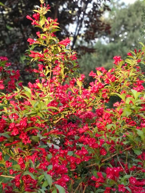 锦带花? 锦带花图片大全!