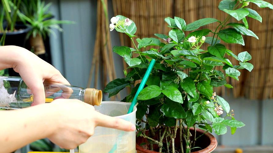 茉莉花种植? 茉莉花种植土壤要求!