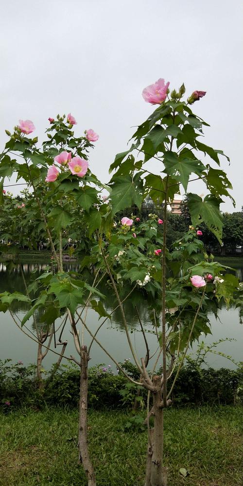 木芙蓉? 木芙蓉图片!