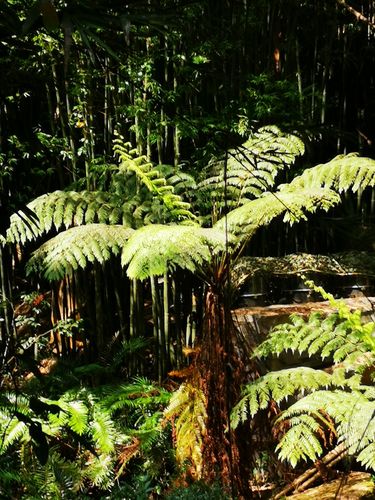 活化石植物? 活化石植物是指什么植物!