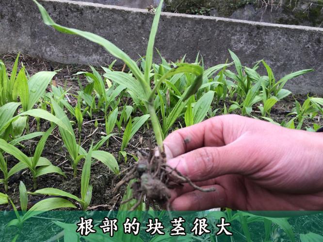 种植白芨种子? 种植白芨种子的方法!