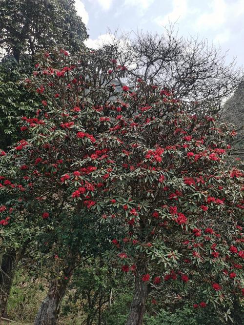 马樱花? 马樱花图片大全!