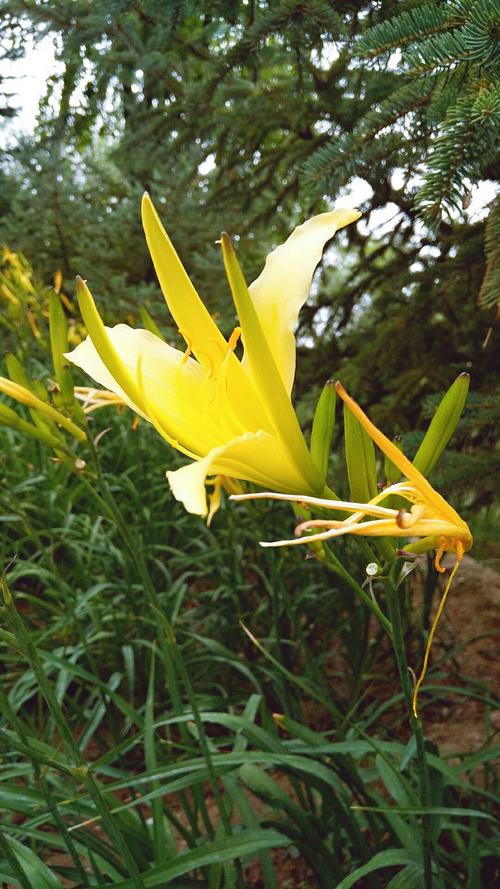 忘忧草黄花菜? 忘忧草黄花菜功效!