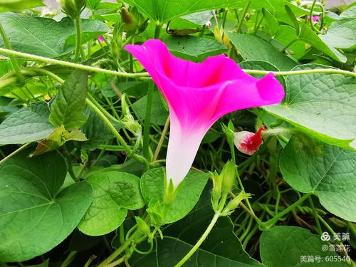 牵牛花的夏天? 牵牛花的夏天的电视剧!