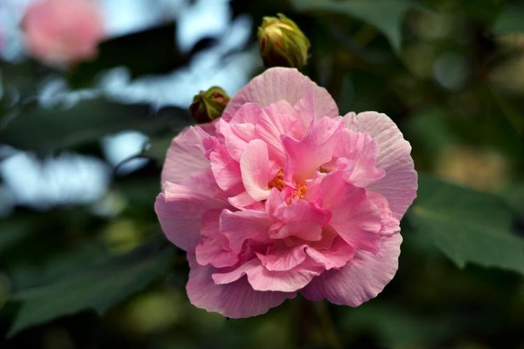 芙蓉花有几种? 芙蓉花有几种颜色!