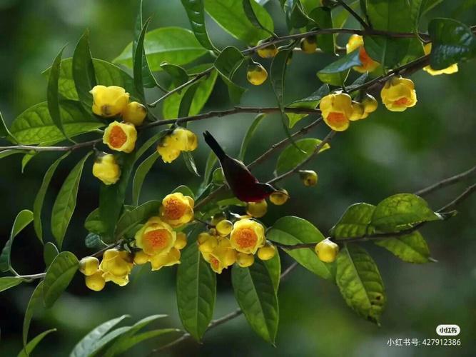 金花茶种植? 金花茶种植方法及养护!