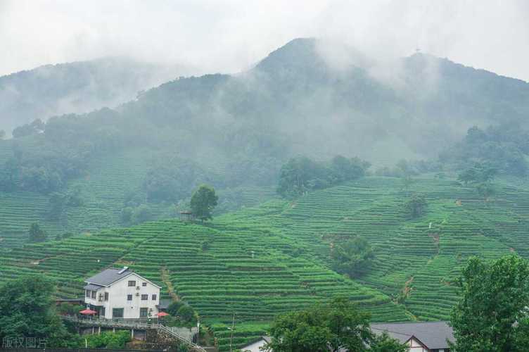 明前雨前? 明前雨前是什么意思!